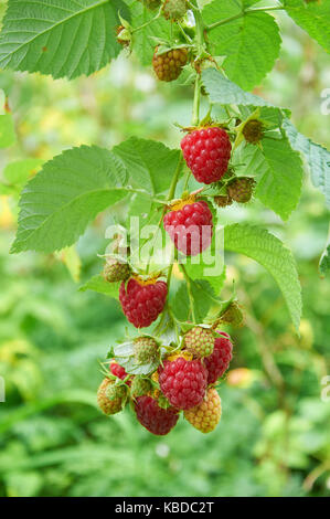 De la direction générale avec la framboise rouge mûre et de petits fruits encore verts Banque D'Images