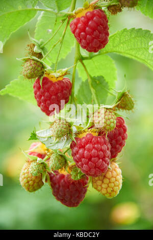 De la direction générale avec la framboise rouge mûre et de petits fruits encore verts Banque D'Images