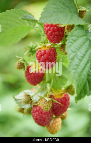 De la direction générale avec la framboise rouge mûre et de petits fruits encore verts Banque D'Images