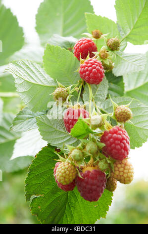 De la direction générale avec la framboise rouge mûre et de petits fruits encore verts Banque D'Images