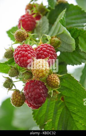 De la direction générale avec la framboise rouge mûre et de petits fruits encore verts Banque D'Images