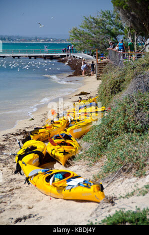 Les kayaks sur une plage de l'Île Penguin jusqu'où les touristes viennent pour voir la colonie de pingouins et autres animaux sauvages mais l'île dispose également d'un coffre-fort natation, wind surf Banque D'Images