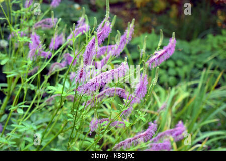 Fleurs lavande rose de sanguisorba hakusanensis, également appelé montagne Burnett ou lilas de Corée l'écureuil. Banque D'Images