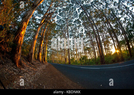 Forêt de karri (eucalyptus diversicolor) doublure boranup traverser boranup karri forest. Leeuwin Naturaliste national park, à l'ouest de l'Australie, aus Banque D'Images