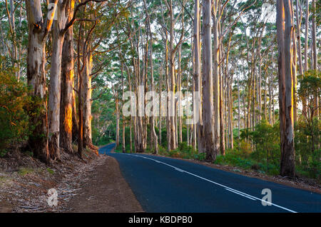 Forêt de karri (eucalyptus diversicolor), doublure boranup traverser boranup karri forest. Leeuwin Naturaliste national park, à l'ouest de l'Australie, au Banque D'Images