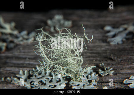 Fishbone minuscule lichen barbe Banque D'Images