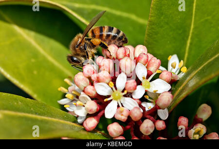 La collecte du pollen d'abeilles Banque D'Images