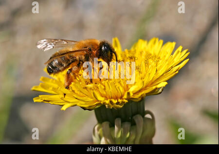 La collecte du pollen d'abeilles Banque D'Images