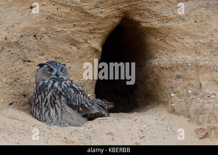 Grand / owl Bubo bubo europaeischer uhu ( ), les jeunes, le mensonge, en appui à l'avant à l'imbrication burrow, paisible, observation de la faune, de l'Europe. Banque D'Images