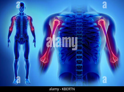 3d illustration de l'humérus - partie de squelette humain. Banque D'Images