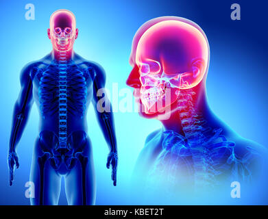 Illustration 3d de l'anatomie du crâne - partie de squelette humain, concept médical. Banque D'Images