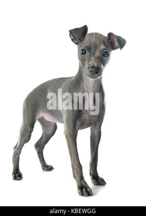 Chiot lévrier italien in front of white background Banque D'Images