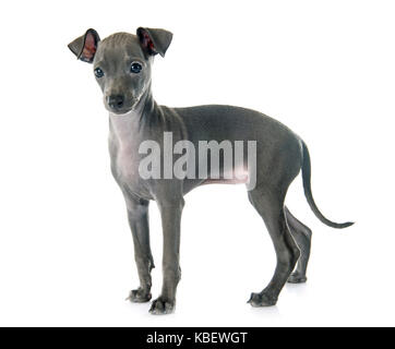 Chiot lévrier italien in front of white background Banque D'Images