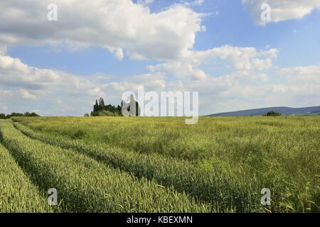 Champ de grain vert avec empreinte de tracteur sur la colline près de lauenau sous un ciel bleu et blanc, 22 juin 2016 | dans le monde entier Banque D'Images