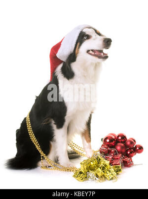 American shepherd miniature et, in front of white background Banque D'Images