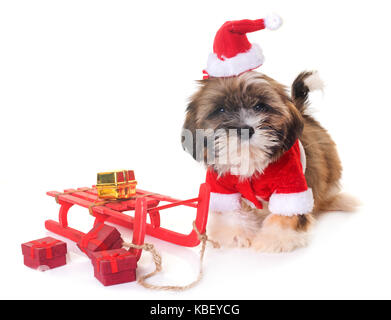 Chien et décoration de Noël in front of white background Banque D'Images