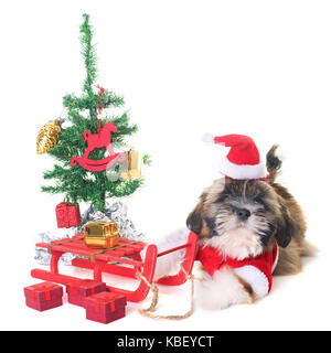 Chien et décoration de Noël in front of white background Banque D'Images