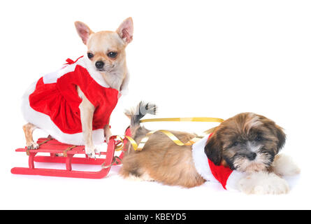 Chiens et décoration de Noël in front of white background Banque D'Images