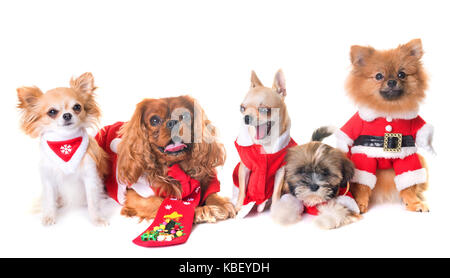 Chiens et décoration de Noël in front of white background Banque D'Images