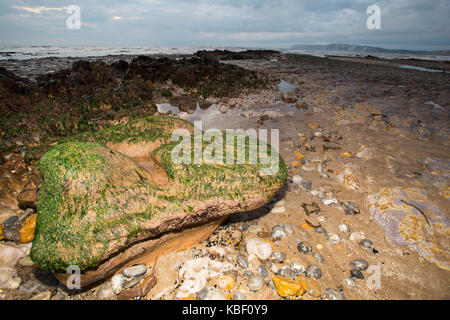 Iguanodon, fossile, empreinte, coulée, sur la plage, fossiles, à Compton Bay, île de Wight, Angleterre, Royaume-Uni, 125,millions, Banque D'Images