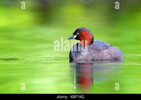 Podiceps ruficollis midget, plongeur, grèbe, zwergtaucher Banque D'Images