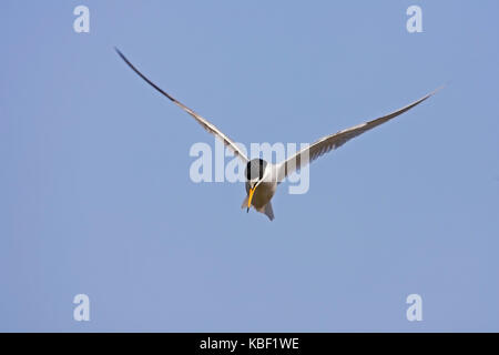 La sterne naine Sterna albifrons, zwergseeschwalbe, Sterna albifrons Banque D'Images