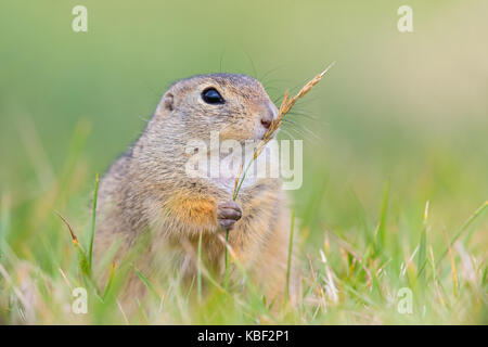 Spermophilus citellus ou est une espèce d'écureuil terrestre de la sous-famille des trochilinae, tiesel, Spermophilus citellus Banque D'Images