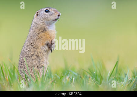 Spermophilus citellus ou est une espèce d'écureuil terrestre de la sous-famille des trochilinae, tiesel, Spermophilus citellus Banque D'Images