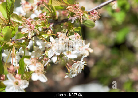 Abeille sur fleur de cerise en floraison libre Banque D'Images