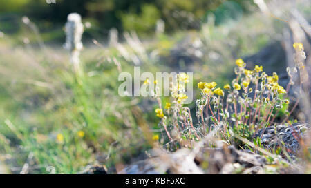 Champ jaune fleurs dans la lumière du soleil Banque D'Images