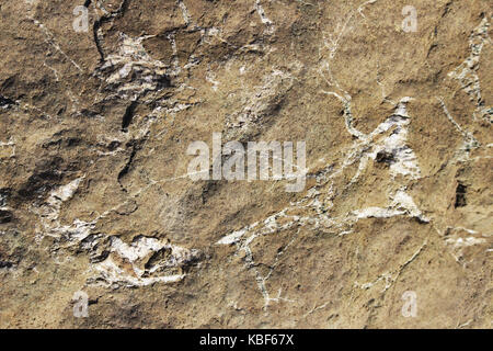 La texture de la pierre avec des veines blanches. Probablement, travertin ou granit gneissique. Banque D'Images