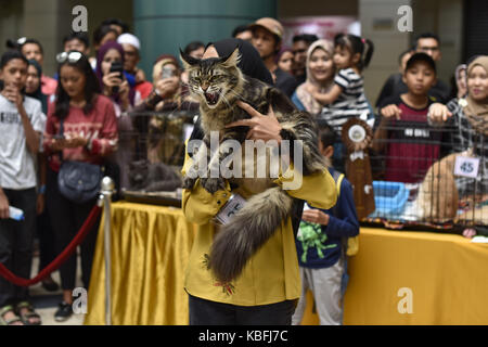 Kuala Lumpur, MALAISIE. 30 septembre 2017. Un chat MAINECOON photographié pendant la Cat Expo Malaysia au centre d'exposition et de congrès MATRADE à Kuala Lumpur, Malaisie le 30 2017 septembre. Cat Expo Malaysia, la plus grande exposition féline de Malaisie. Cat Expo Malaysia présentera 120 stands, présentant plus de 500 dernières espèces de chats, produits et services liés aux chats sur le marché aujourd'hui. Les principaux points forts de l'événement sont le plus grand concours international de Cat de l'IFOP, qui réunit plus de 480 participants pendant 2 jours. Crédit : Chris Jung/ZUMA Wire/Alay Live News Banque D'Images