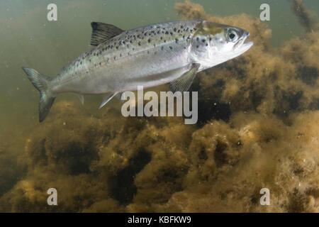 Des smolts de saumon atlantique Banque D'Images