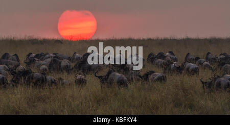 Dans le méandre de gnous coucher du soleil après avoir réussi à traverser le Nil au cours de la migration des gnous, Masai Mara, Kenya Banque D'Images