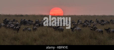 Dans le méandre de gnous coucher du soleil après avoir réussi à traverser le Nil au cours de la migration des gnous, Masai Mara, Kenya Banque D'Images