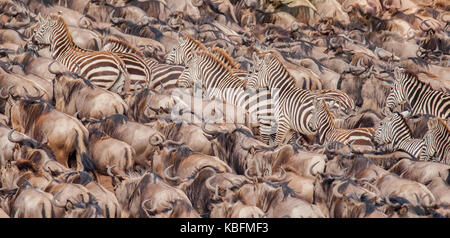 Des zèbres et des gnous anticiper la natation à travers le Nil au cours de la migration des gnous, Masai Mara, Kenya Banque D'Images