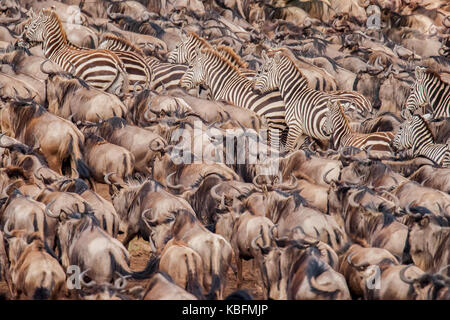 Des zèbres et des gnous anticiper la natation à travers le Nil au cours de la migration des gnous, Masai Mara, Kenya Banque D'Images