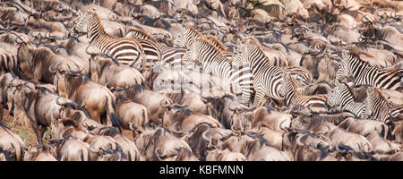 Des zèbres et des gnous anticiper la natation à travers le Nil au cours de la migration des gnous, Masai Mara, Kenya Banque D'Images