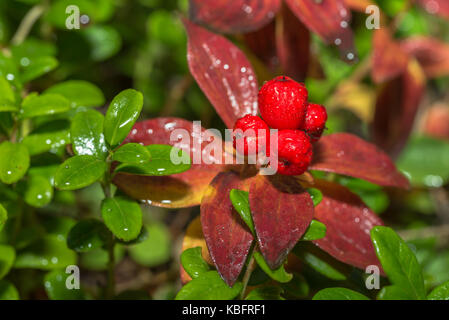 Dwarf cornel berries Banque D'Images