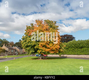 La couleur en automne, un cheval châtaignier passe du vert à l'or sur le village anglais à vert Whorlton, septembre 2017 Teesdale, UK with copy space Banque D'Images