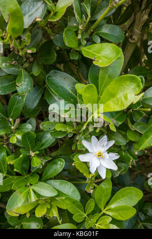 Fleur blanche unique sur Choicya Ternata bush evergreen Banque D'Images