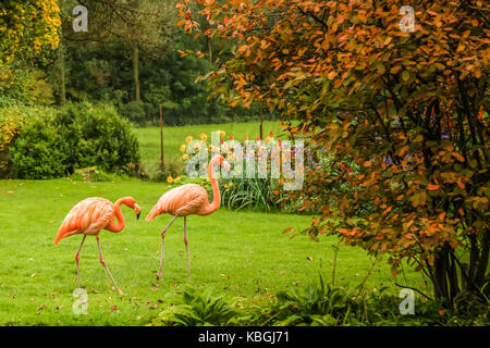 Flamants Roses ajouter un regard tropical exotique à un jardin de campagne anglaise Banque D'Images