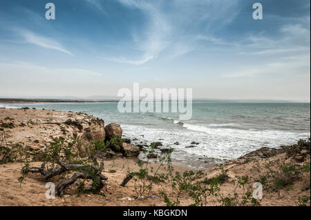 Racine de l'arbre séché sur la côte atlantique près de Essaouira, Maroc. Banque D'Images