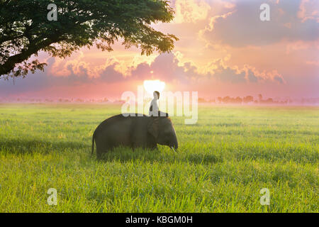 La Thaïlande et l'éléphant mahout sont au milieu de la rizière avec l'arbre derrière le lever du soleil sur la magnifique côte. Banque D'Images