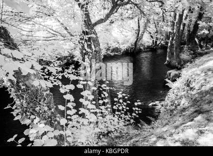 La rivière Exe dans le Parc National d'Exmoor tourné en infrarouge. Banque D'Images