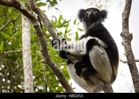 L'Afrique, Madagascar, le Parc National de Mantadia Andasibe, l'Indri Indri Indri (sauvage), le plus grand lémurien assis dans l'arbre. Banque D'Images