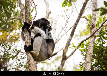 L'Afrique, Madagascar, le Parc National de Mantadia Andasibe, l'Indri Indri Indri (sauvage), le plus grand lémurien assis dans l'arbre. Banque D'Images