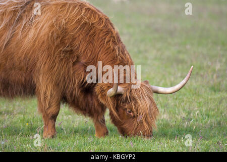 Le pâturage des vaches highland Banque D'Images