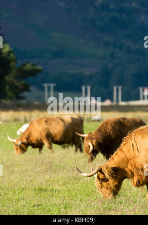 Le pâturage des vaches highland Banque D'Images