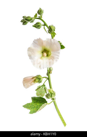 Beau blanc fleurs roses trémières isolated on white Banque D'Images